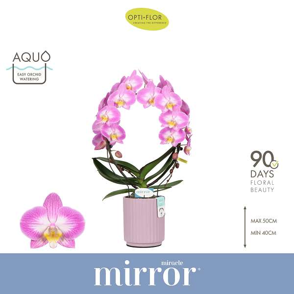 Picture of Phalaenopsis 02-stem mirror miracle kiara in ceram