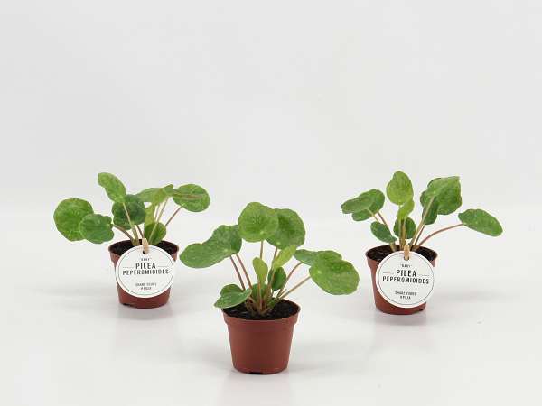 Picture of Pilea peperomioides sugar