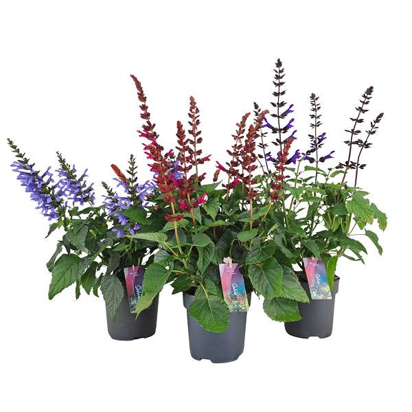Picture of Salvia salgoon mix