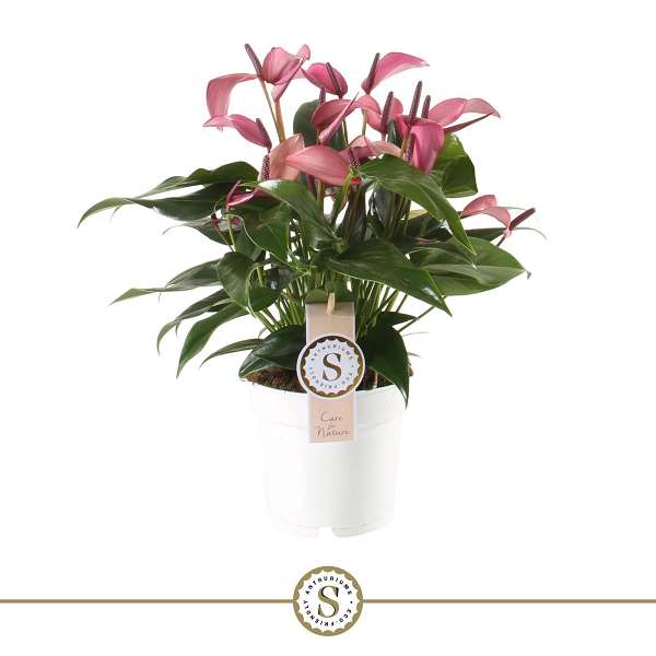 Picture of Anthurium andraeanum zizou