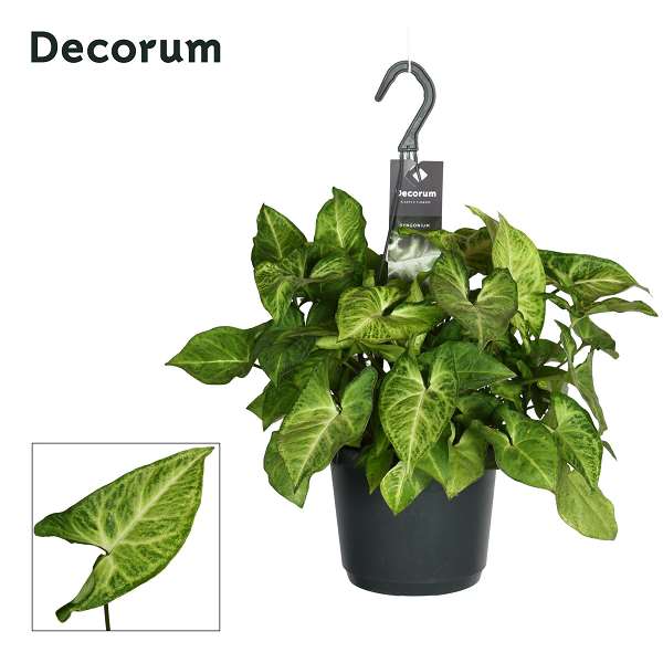 Picture of Syngonium arrow hanging basket