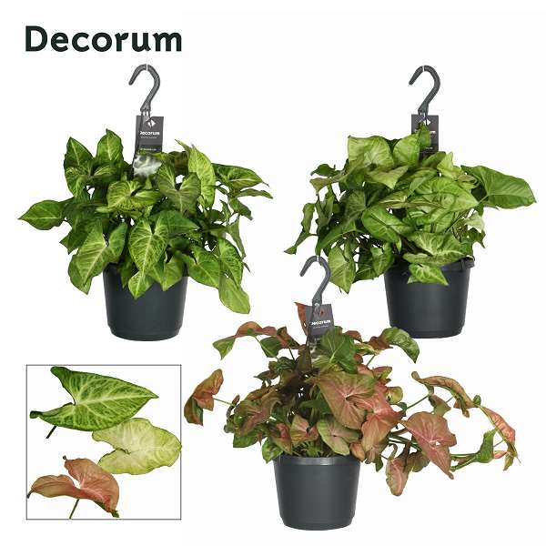 Picture of Syngonium mix hanging basket