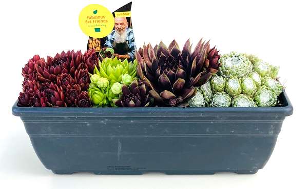 Picture of Sempervivum in windowbox