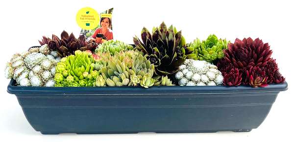 Picture of Sempervivum in windowbox