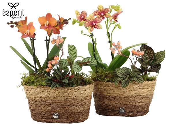 Picture of Autumn arrangement 03pp basket - indoor
