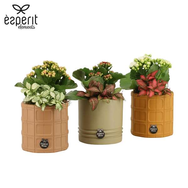 Picture of Autumn arrangement 02pp in ceramic - indoor