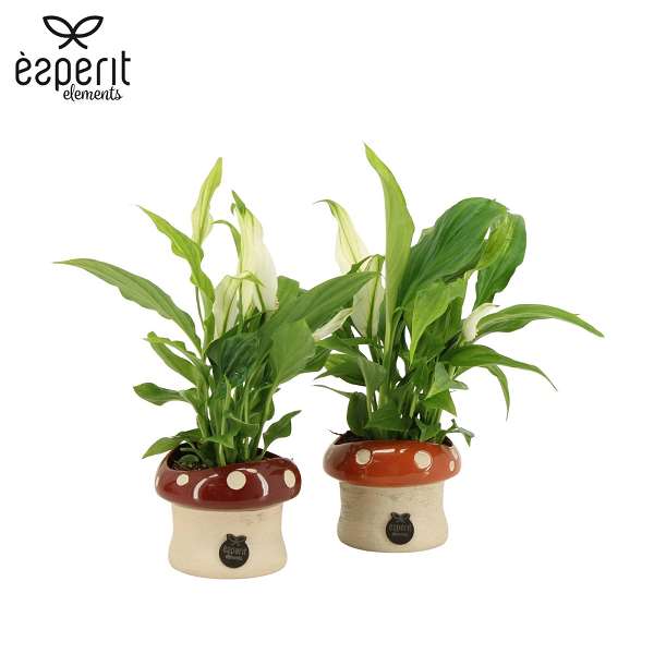 Picture of Autumn arrangement 01pp in ceramic - indoor