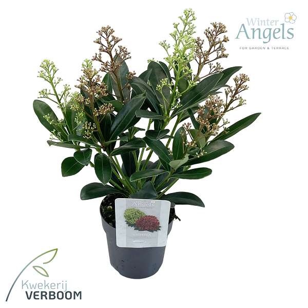 Picture of Skimmia japonica double diamond