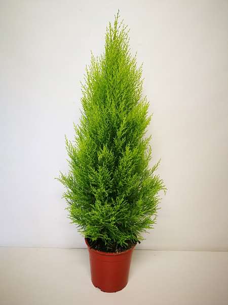 Picture of Cupressus gold crest wilma pyramid