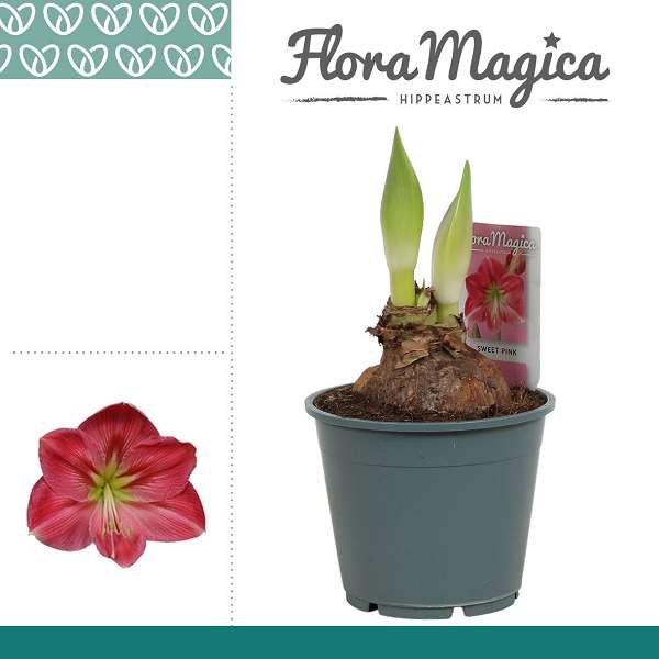 Picture of Hippeastrum (amaryllis) 02-bl sweet pink