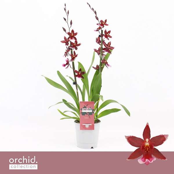 Picture of Cambria 02-stem barrocco red
