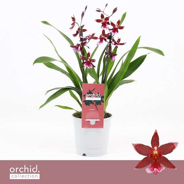 Picture of Cambria 02-stem barrocco red