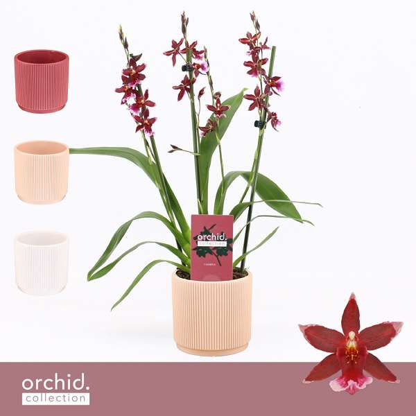 Picture of Cambria 03/04-t barrocco red in ceramic
