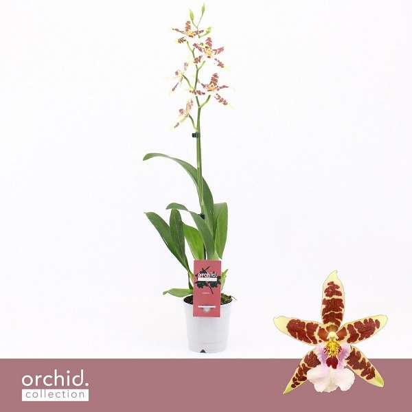 Picture of Cambria 01-stem renaissance white