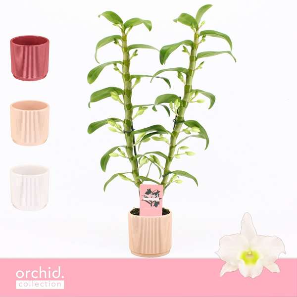 Picture of Dendrobium nobile 02-stem apollon in ceramic