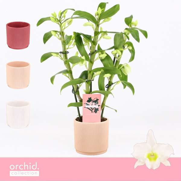 Picture of Dendrobium nobile 03-stem apollon in ceramic