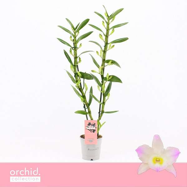 Picture of Dendrobium nobile 02-stem kumiko