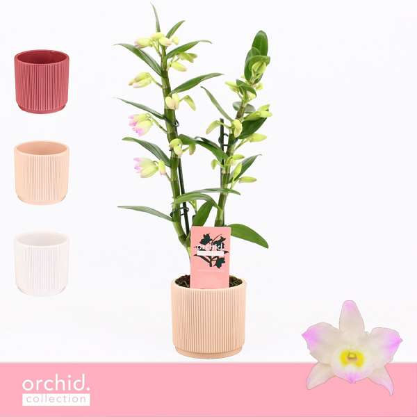 Picture of Dendrobium nobile 02-stem kumiko in ceram
