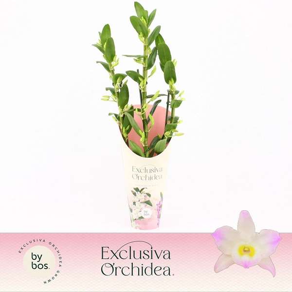 Picture of Dendrobium nobile 03-stem kumiko + cover