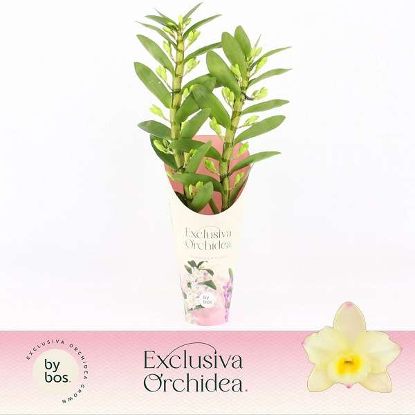 Picture of Dendrobium nobile 02-stem tweety