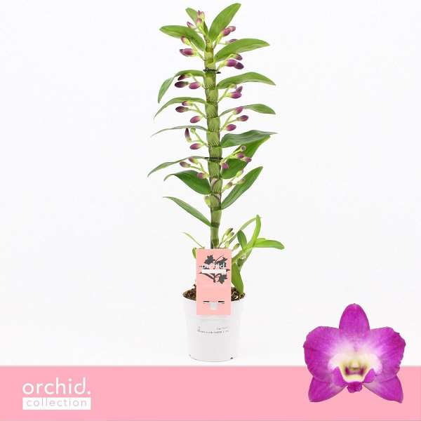 Picture of Dendrobium nobile 01-stem wonderfull