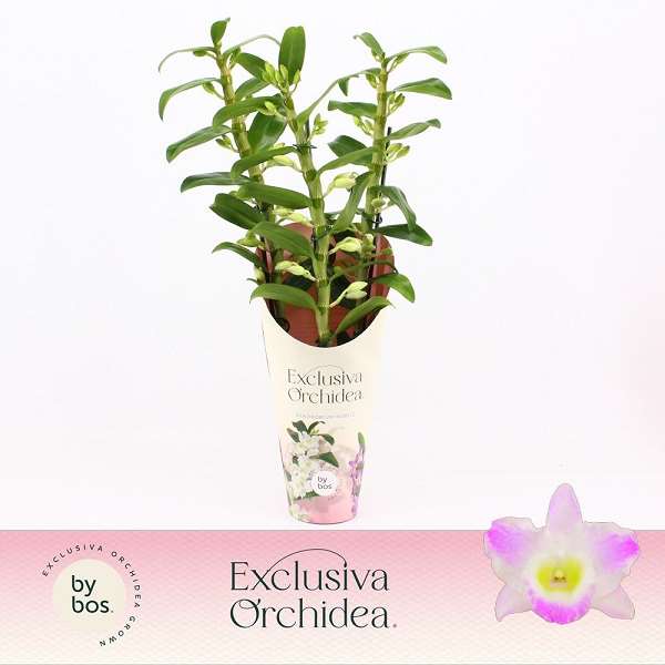 Picture of Dendrobium nobile 03-stem pandora