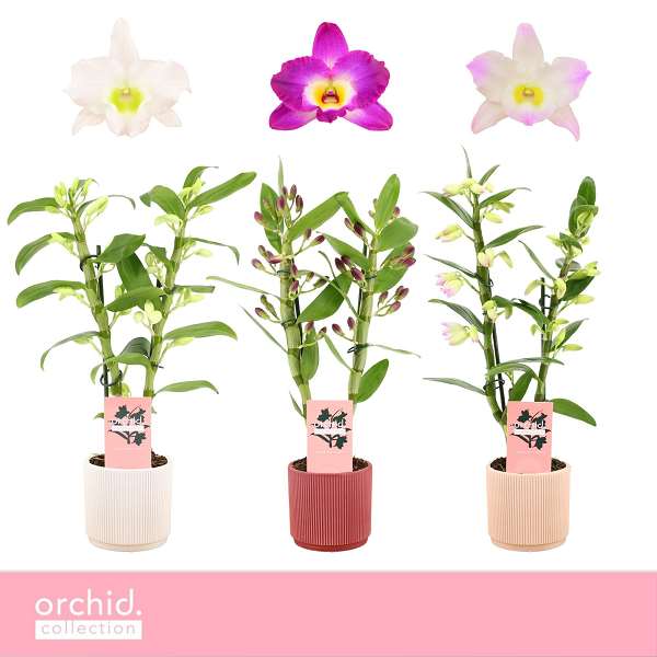 Picture of Dendrobium nobile 02-stem mix in ceramic