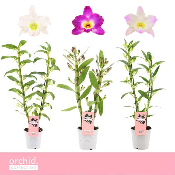 Picture of Dendrobium nobile 02-stem mix