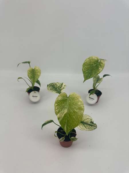 Picture of Monstera deliciosa mint