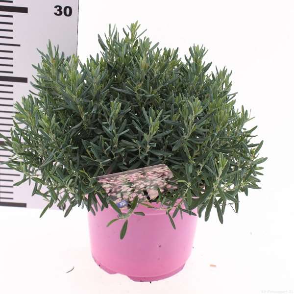 Picture of Andromeda polifolia blue ice