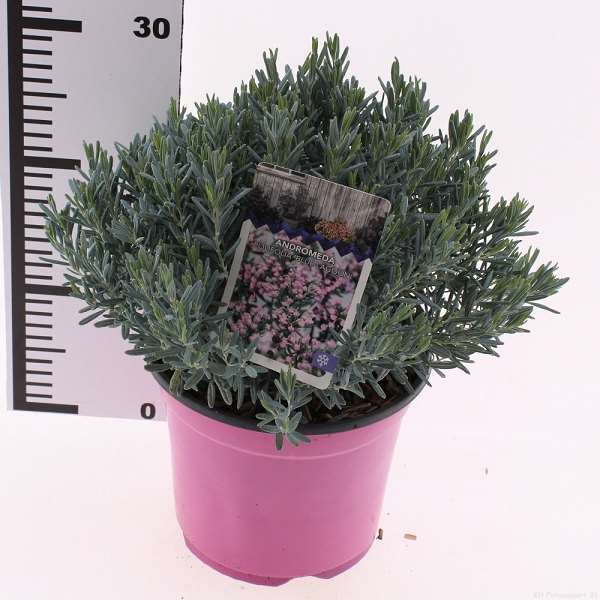 Picture of Andromeda polifolia blue lagoon