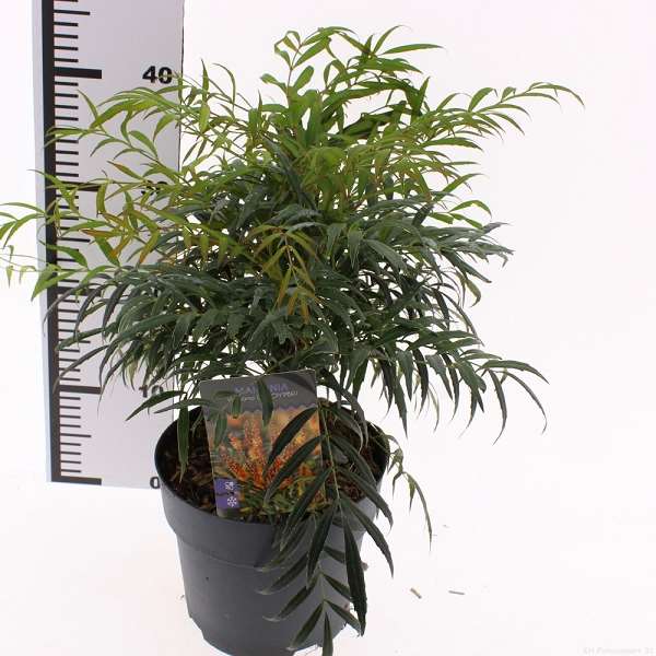 Picture of Mahonia eurybracteata vulcano