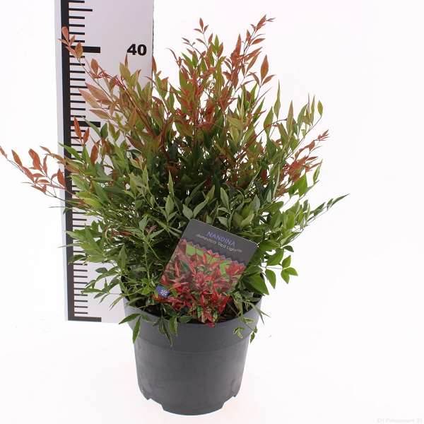 Picture of Nandina domestica red light