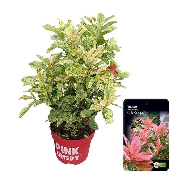 Picture of Photinia fraseri pink crispy