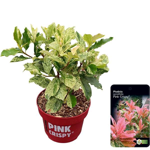 Picture of Photinia serratifolia pink crispy