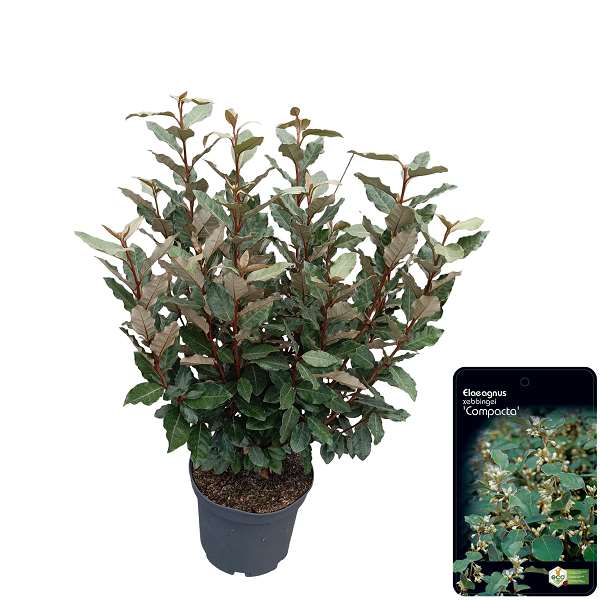 Picture of Elaeagnus ebb  compacta