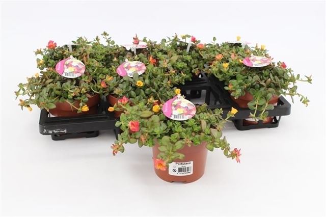 Picture of Portulaca trio
