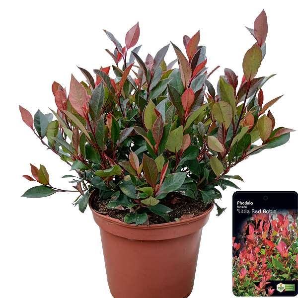 Picture of Photinia fraseri little red robin