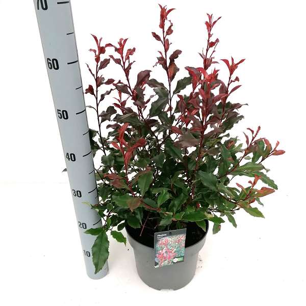 Picture of Photinia fraseri coralina