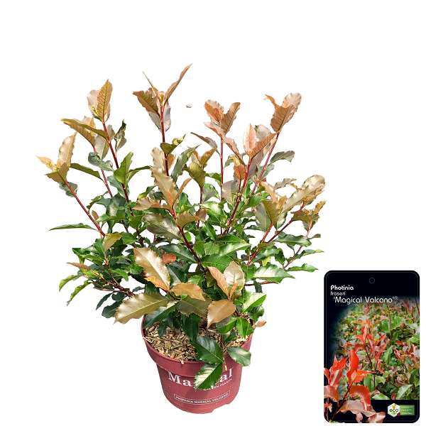 Picture of Photinia fraseri magical vulcano