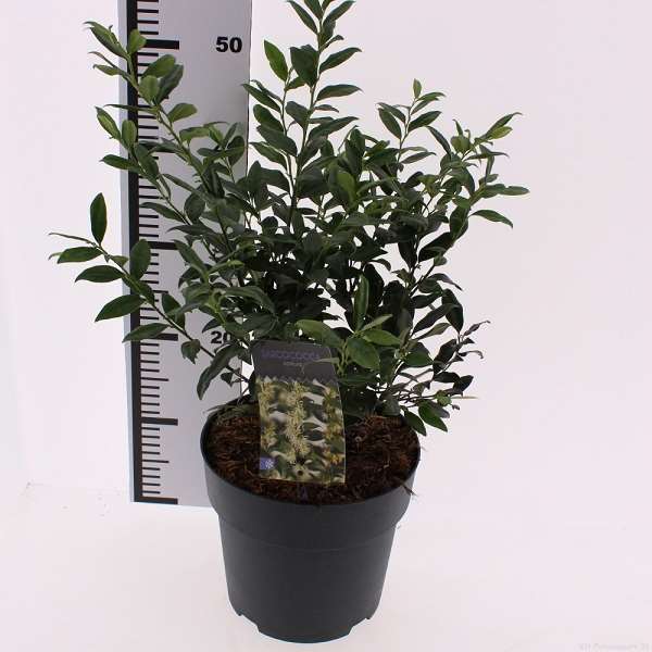 Picture of Sarcococca confusa