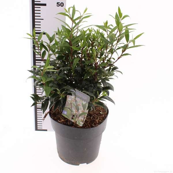 Picture of Sarcococca purple gem