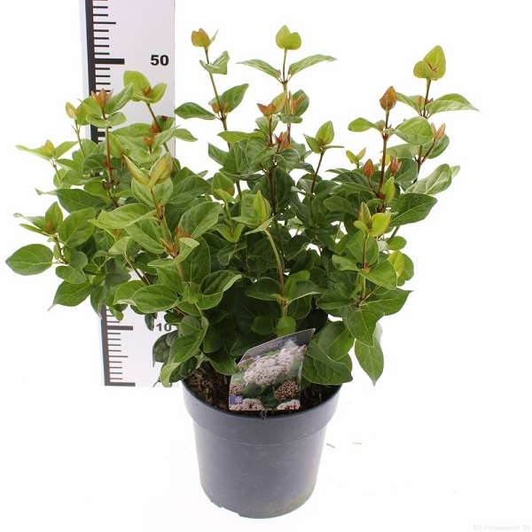 Picture of Viburnum tinus rock and rolla