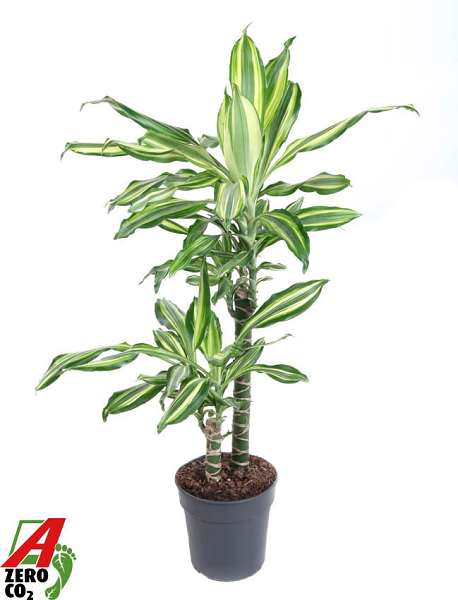 Picture of Dracaena fragrans silver dream +45/+15