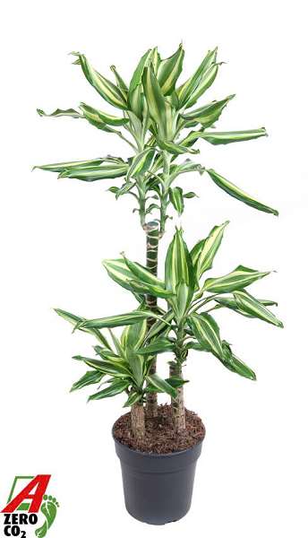 Picture of Dracaena fragrans silver dream +60/+30/+15
