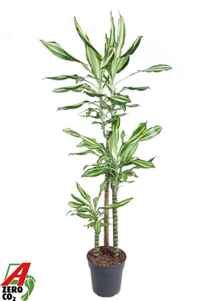 Picture of Dracaena fragrans silver dream +90/+60/+30