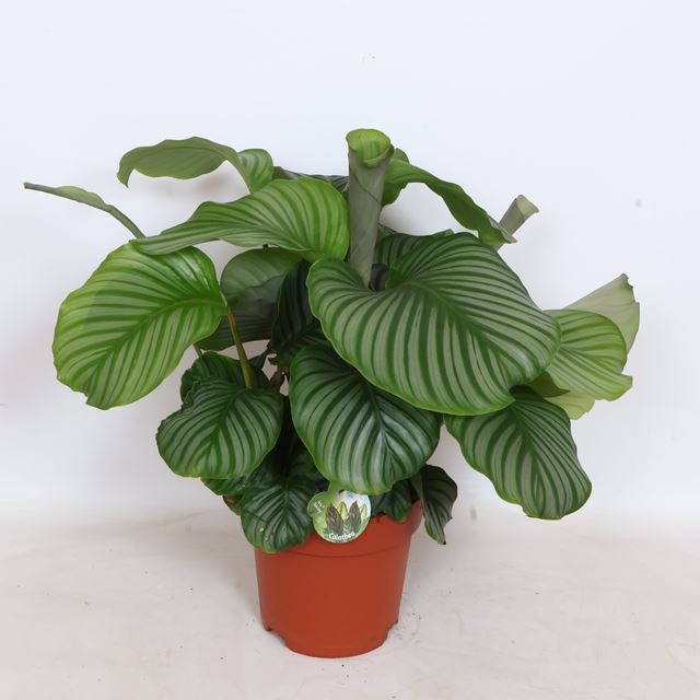 Picture of Calathea orbifolia