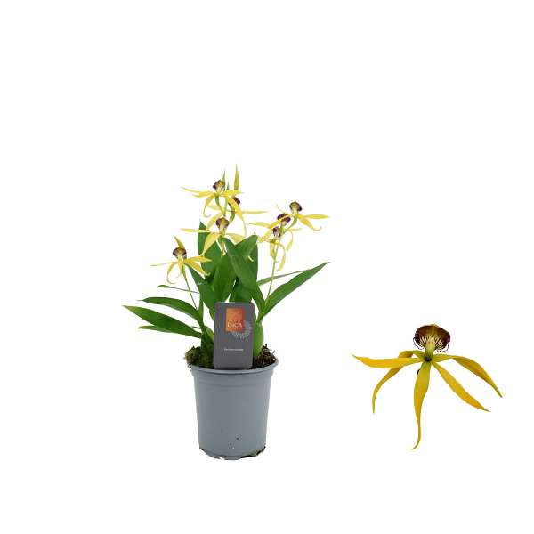 Picture of Encyclia cochleata tarantula yellow