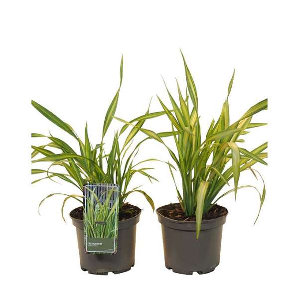 Picture of Phormium cookianum yellow wave