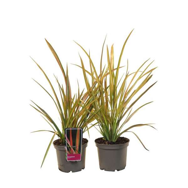 Picture of Phormium cookianum jester